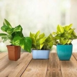 Buy Online Air Purifying Plants