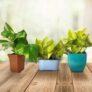 Buy Online Air Purifying Plants